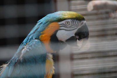 Close-up of a parrot in cage