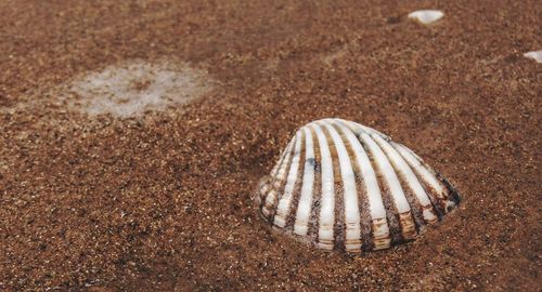 High angle view of seashell on sand at beach