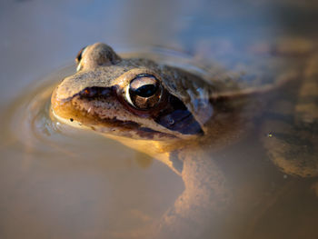 Close-up of frog in water