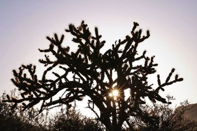 Sun shining through trees