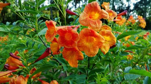 Close-up of day lily plants