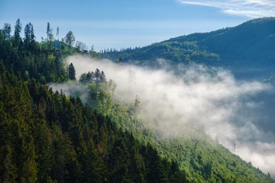 Fog over the mountains. great view of the foggy valley national park. europe. dramatic scene 