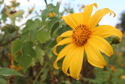 Close-up of yellow flower blooming outdoors