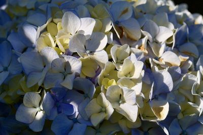 Close-up of white hydrangea flowers