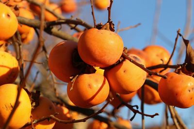 Close-up of orange fruits on tree