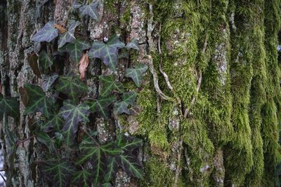 Close-up of ivy growing on tree