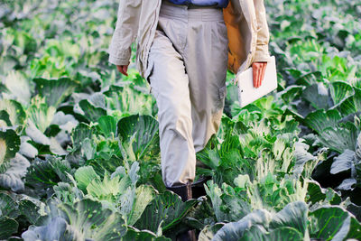 A farmer walks through a cabbage field. gardening on an organic vegetable farm