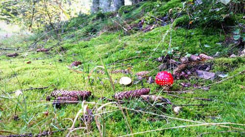 High angle view of mushrooms growing in field