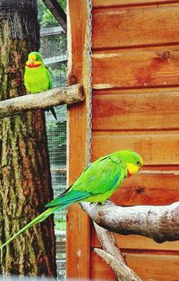 Close-up of parrot perching on wood