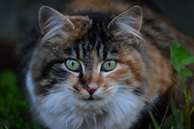 Close-up portrait of tabby cat