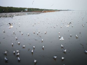 Flock of birds flying over lake