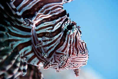 Close-up of lionfish swimming in aquarium