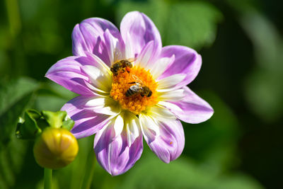 Close-up of bee pollinating on purple flower