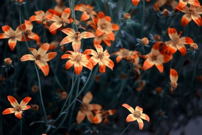 Close-up of orange flowering plant