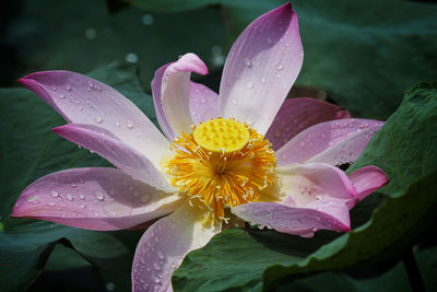 Close-up of wet pink lotus water lily