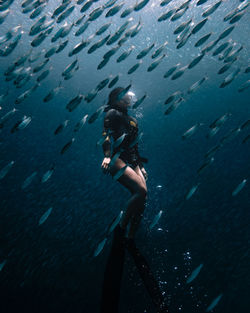 View of fishes swimming in sea