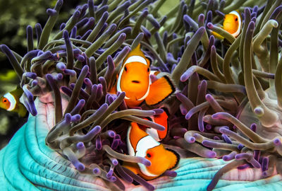 Close-up of fish swimming in sea