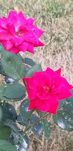 Close-up of pink rose