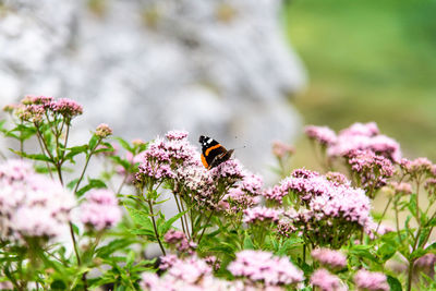 Close-up of bee on pink flowers