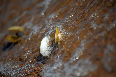 Close-up of wet shell