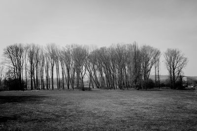 Bare trees on field