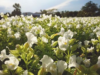 Close-up of fresh white flowers blooming in field