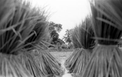 Close-up of trees on field against sky