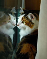 A fluffy calico cat's face is reflected in a window