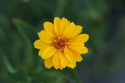 Close-up of yellow flower