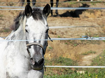 Horse in pen