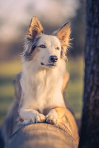 Close-up of dog