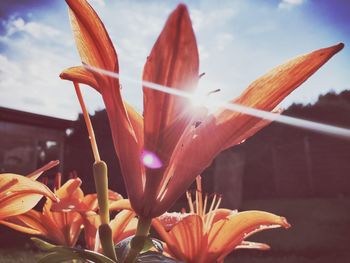 Close-up of flowers blooming against sky