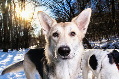 Portrait of dog in snow