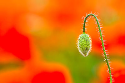 Close-up of red flowers