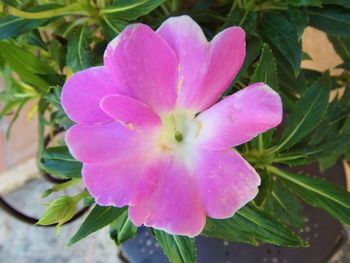 Close-up of pink flower blooming outdoors