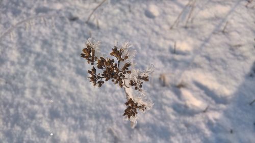 Close-up of frozen plant on field