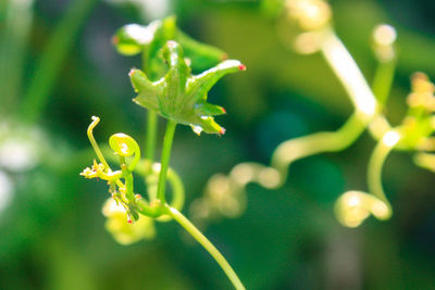 Close-up of flowering plant