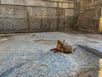 Lizard resting on rock against wall at zoo