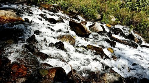 Scenic view of river in forest