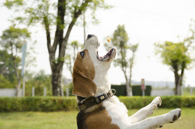 View of a dog looking away