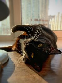 Close-up of a cat
