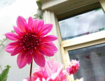 Close-up of pink flowers