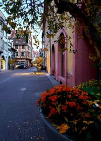 Street amidst plants and buildings in city