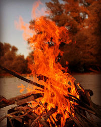 Close-up of bonfire on wooden log