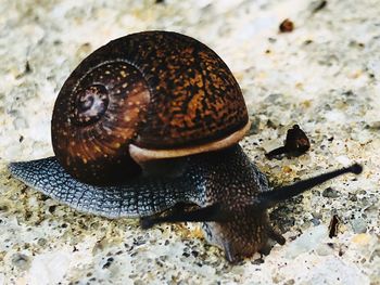 Close-up of snail on land