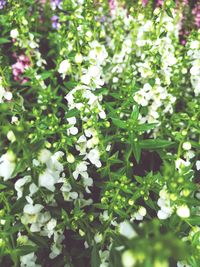 Close-up of flowering plants