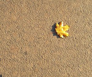 High angle view of yellow flower on land