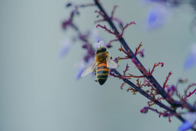 Close-up of bee pollinating on flower