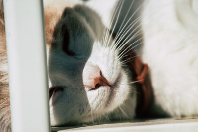 Close-up of cat with eyes closed