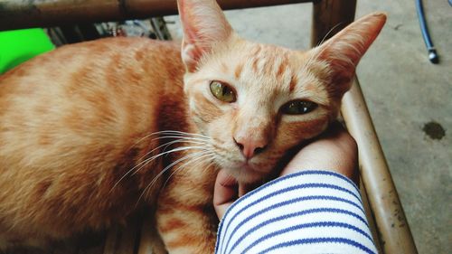 Close-up portrait of cat with baby